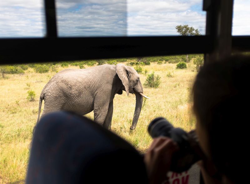Olifant spotten op safari